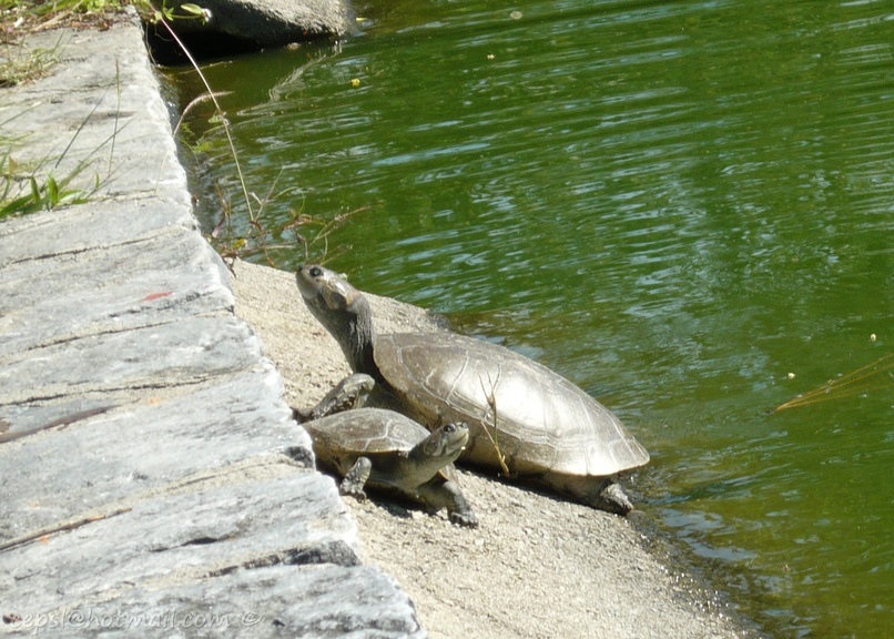 巴西爬虫学家指亚马逊“巨型侧颈龟”懂音频沟通