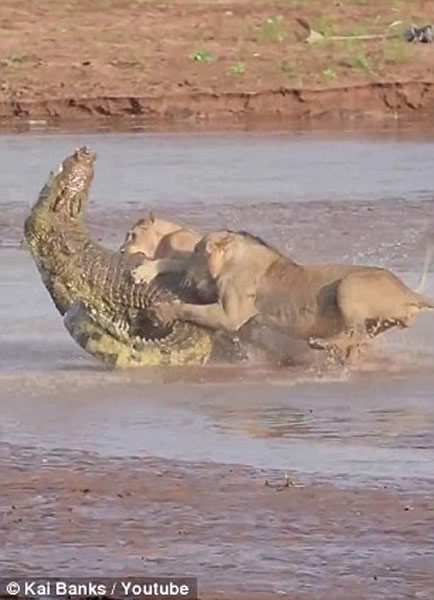 肯尼亚桑布鲁国家保护区上演狮子大战尼罗鳄
