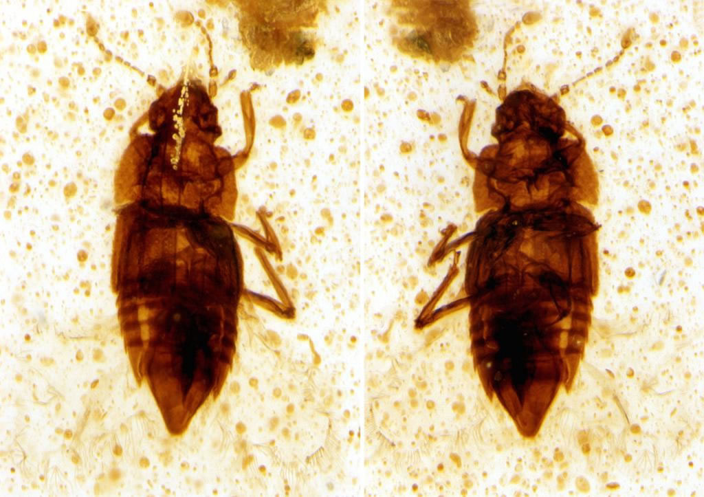 中生代铠甲化石