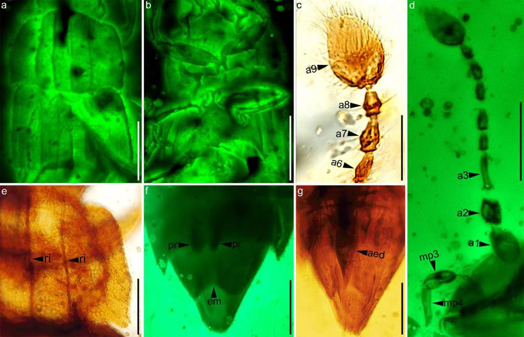 铠甲详细特征:a, b激光共聚焦显微镜;d, f荧光显微镜;c, e, g生物显微镜