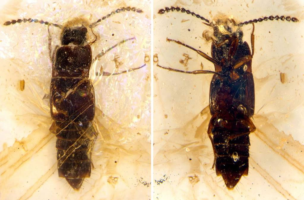 最古老筒形隐翅虫