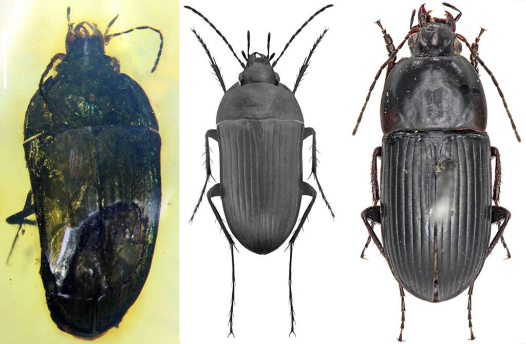 卵步甲代表:克钦卵步甲(左),克钦卵步甲复原图(中),现生卵步甲(右)