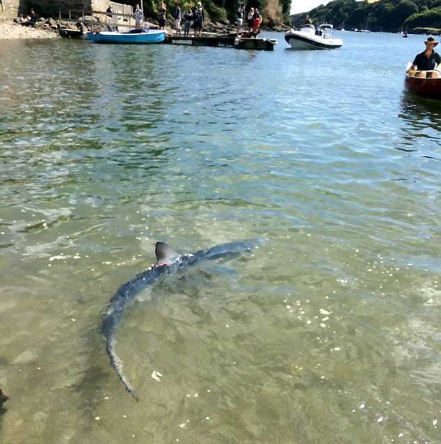 英国河岸2米鲨鱼追杀鱼群被困铁钩幸获救