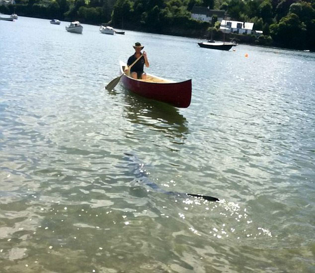 英国河岸2米鲨鱼追杀鱼群被困铁钩幸获救