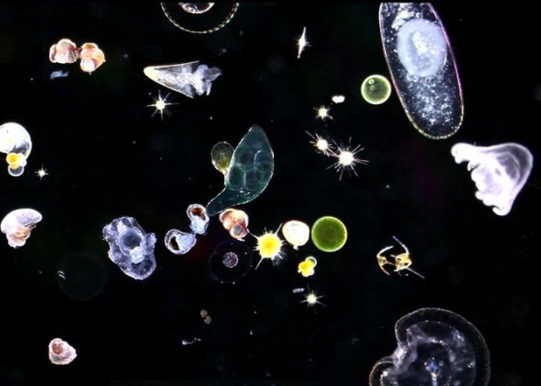 国际空间站外壁发现海洋浮游生物 英国科学家