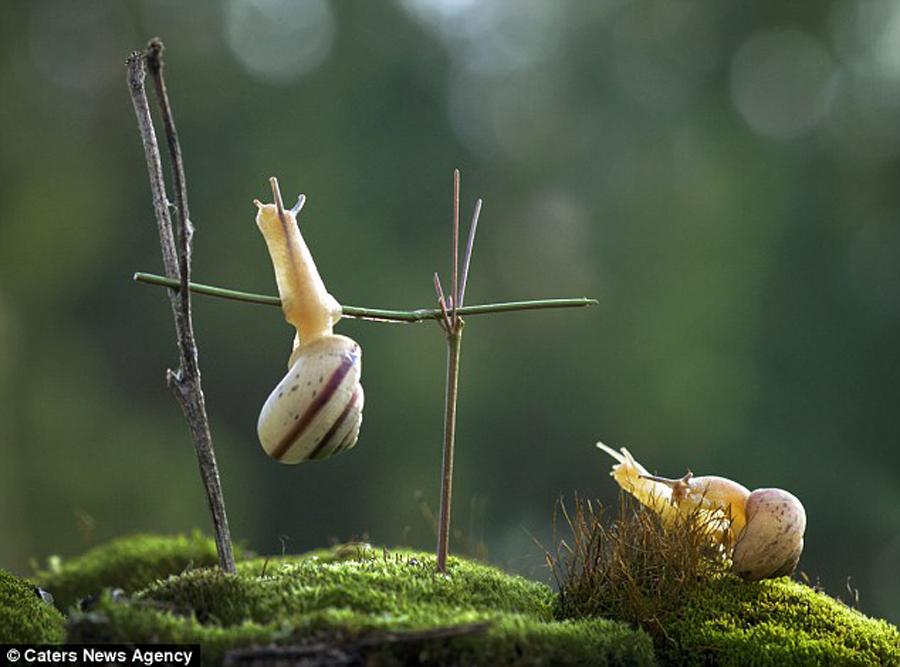 ��ţ��Ĵ���ʿ