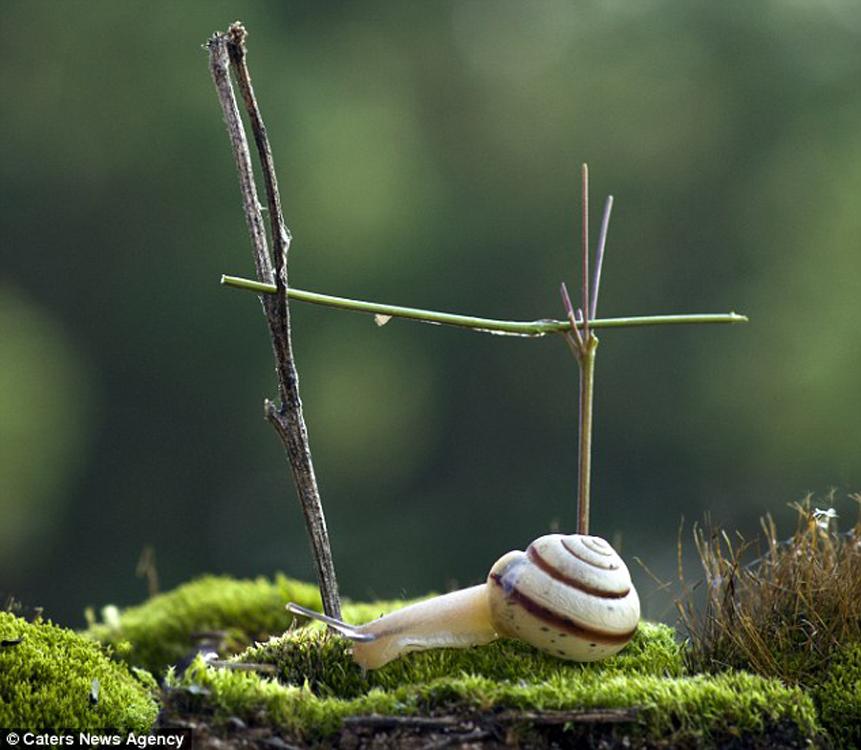 ��ţ��Ĵ���ʿ