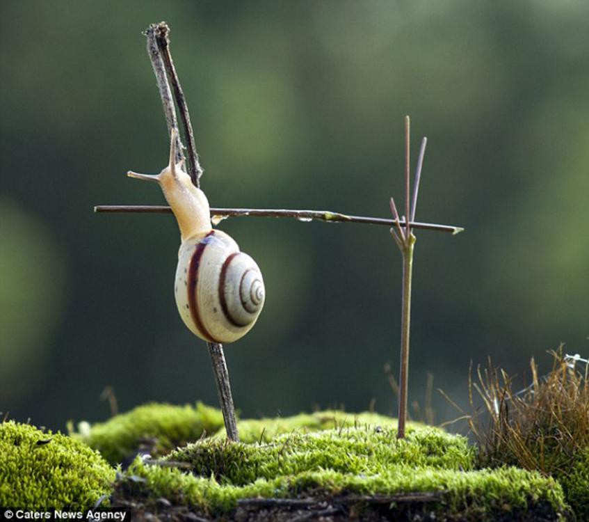 ��ţ��Ĵ���ʿ