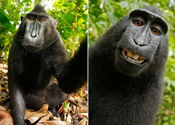 ������ǰ̰�����ģ���Ƭ��Ȩ�����������顣