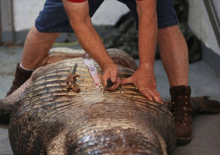 美国阿拉巴马州捕获千磅巨鳄 肚子中有完整的鹿遗骸