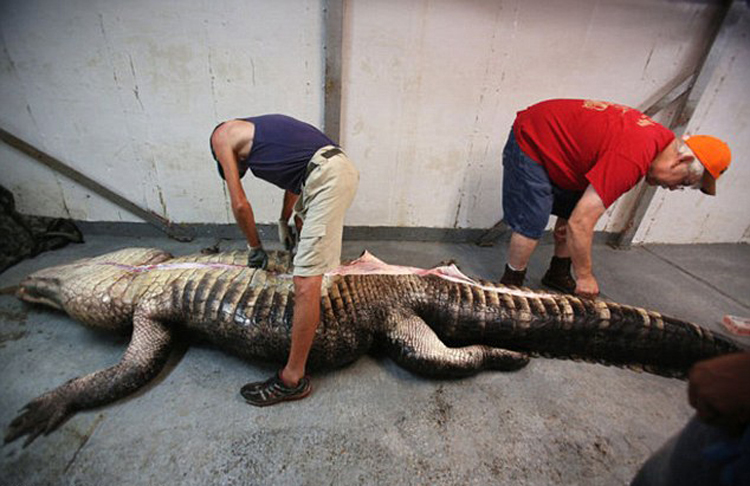 美国阿拉巴马州捕获千磅巨鳄 肚子中有完整的鹿遗骸