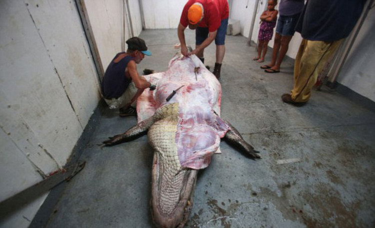 美国阿拉巴马州捕获千磅巨鳄 肚子中有完整的鹿遗骸