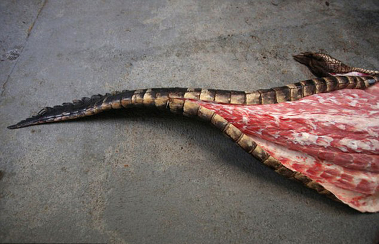 美国阿拉巴马州捕获千磅巨鳄 肚子中有完整的鹿遗骸