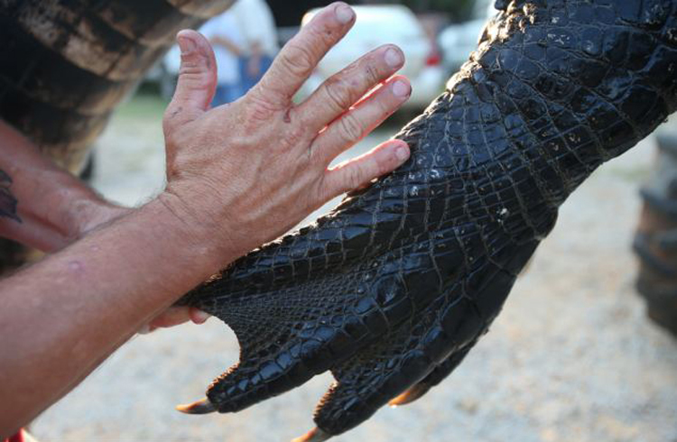 美国阿拉巴马州捕获千磅巨鳄 肚子中有完整的鹿遗骸