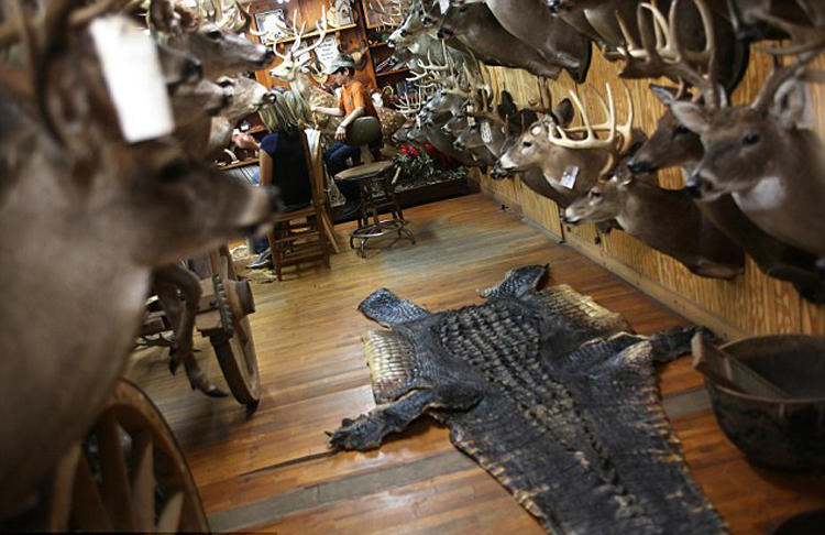 美国阿拉巴马州捕获千磅巨鳄 肚子中有完整的鹿遗骸