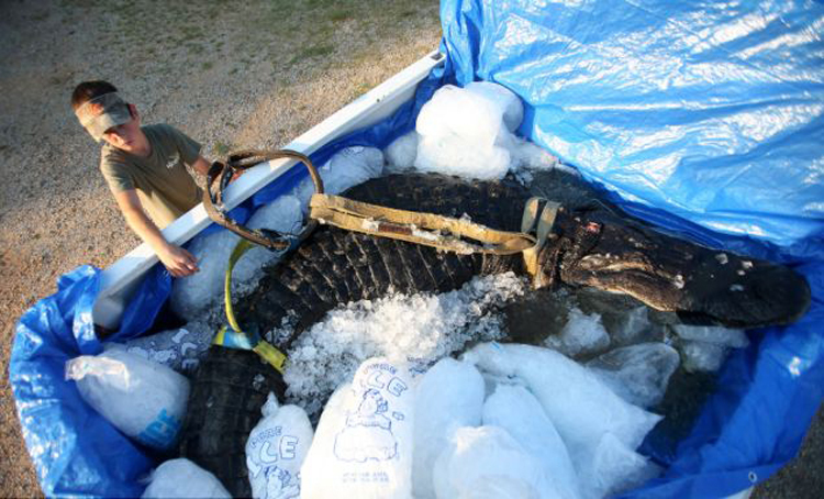 美国阿拉巴马州捕获千磅巨鳄 肚子中有完整的鹿遗骸