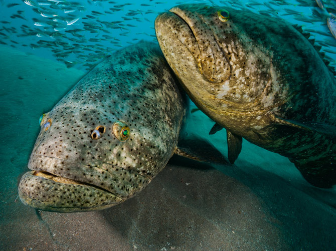 ����ʯ����Ⱥ����ǿ��ϲ���������������Ǻ��ٵ������֣������罻��Ϊ�ƺ������Ա�Ӱ�졣��ѧ��������֣�ĳЩ����ʯ�����ǡ������������ͬ�塹����˼�����ǳ���ʱ�Ǵ��ԣ�