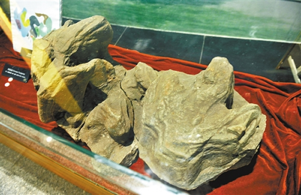 綦江博物馆展出恐龙足迹化石