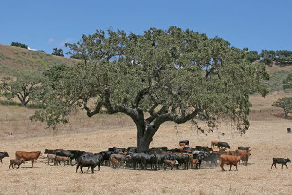 美国联邦调查局FBI解密文件:UFO偷牛