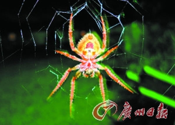 金色圆网蜘蛛
