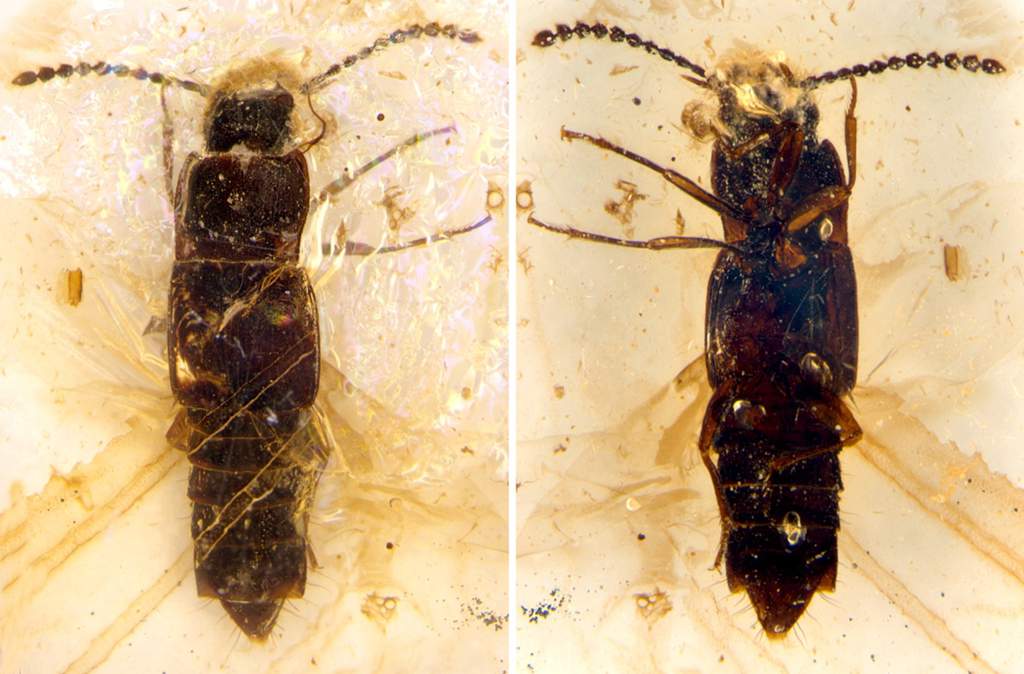 �����Ͳ�������