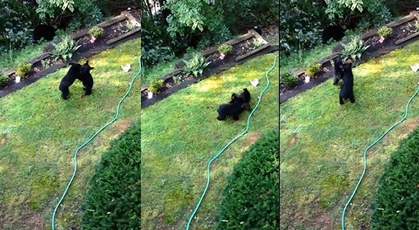 2ͷС����������ˤ�ǣ������ɰ�����Ȥ��