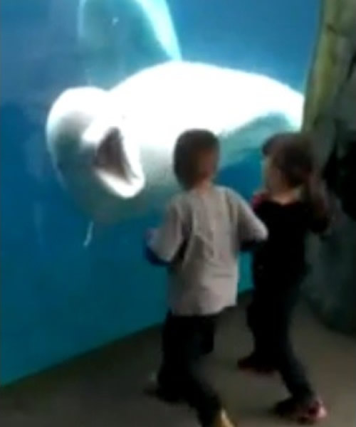 ����ˮ��ݵİ׾����ǡ���ŵ���ſ�����С��