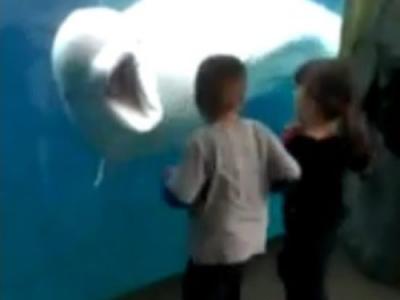 美国一对夫妇到拉斯维加斯美高梅大酒店玩狮