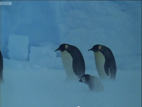 С����Ҳ�����������æ����������ⶳ����