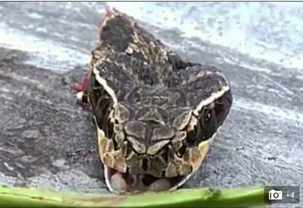 眼镜蛇家族成员很多,几乎每种都有剧毒,上图为断头后,头还在扭动的毒蛇。