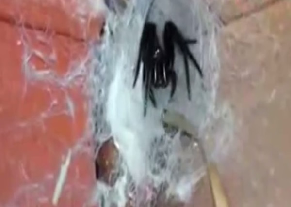 英国男子在家发现蜘蛛巢穴 成功“击退”巨型蜘蛛