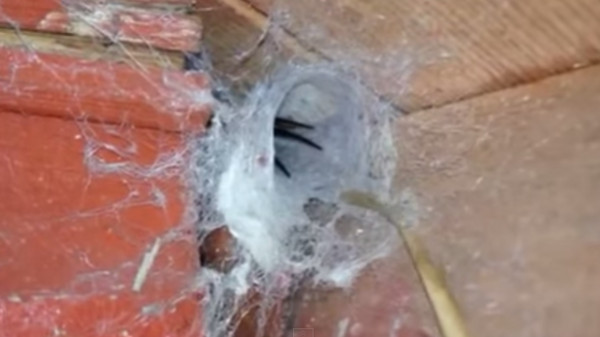 蜘蛛缓缓爬出巢穴,体型大得吓人。