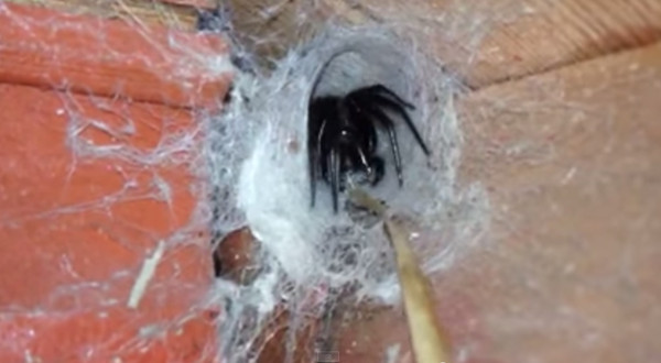 蜘蛛缓缓爬出巢穴,体型大得吓人。