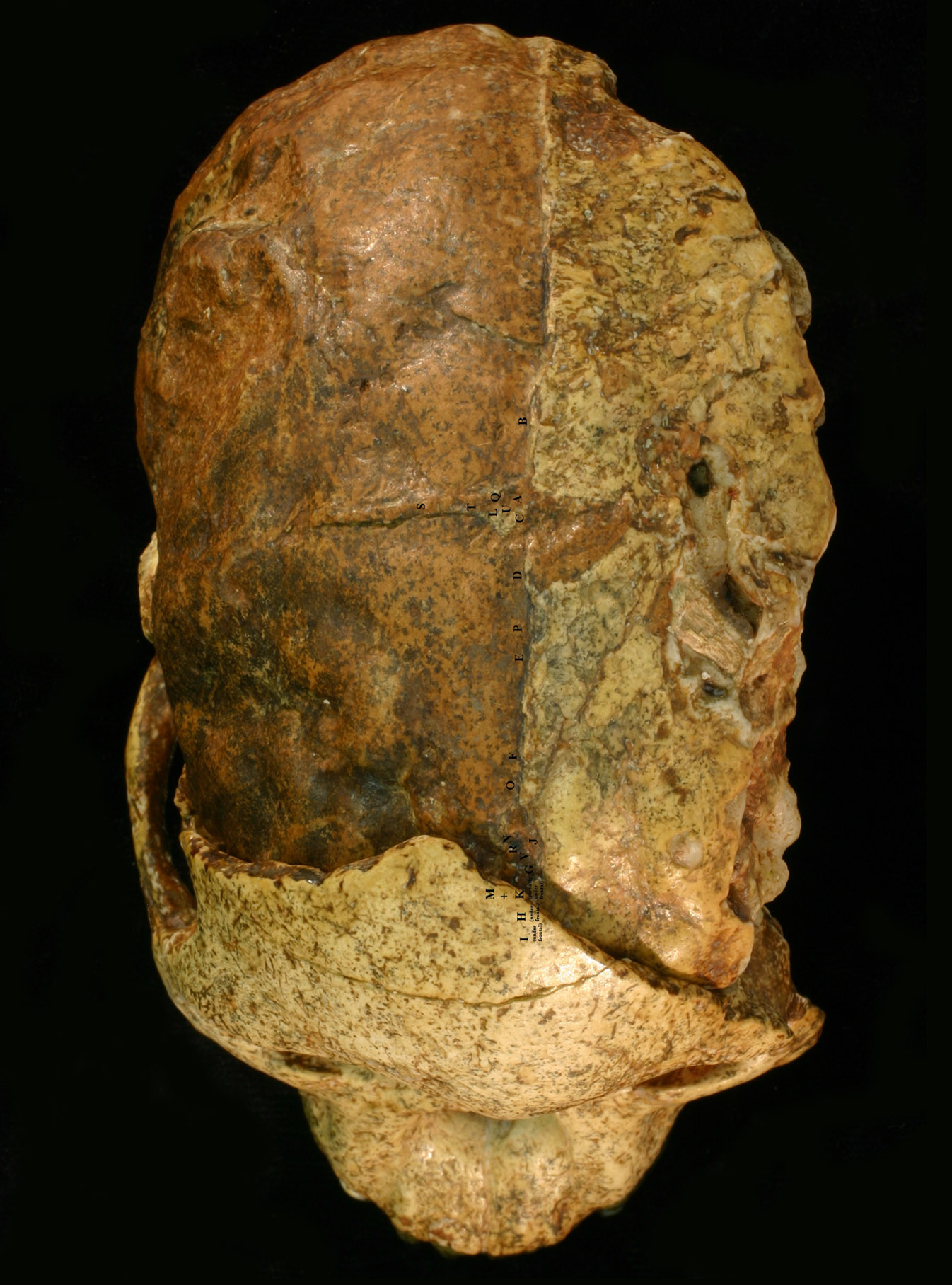 ����С��ͷ�ǵĽ�����ṹ����