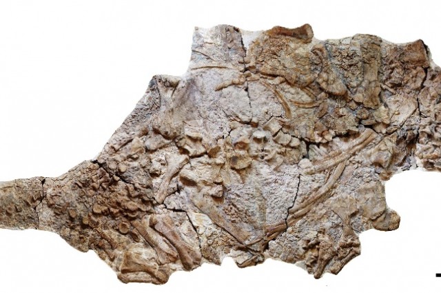 йһµĴͼࡪChuanqilong chaoyangensis)