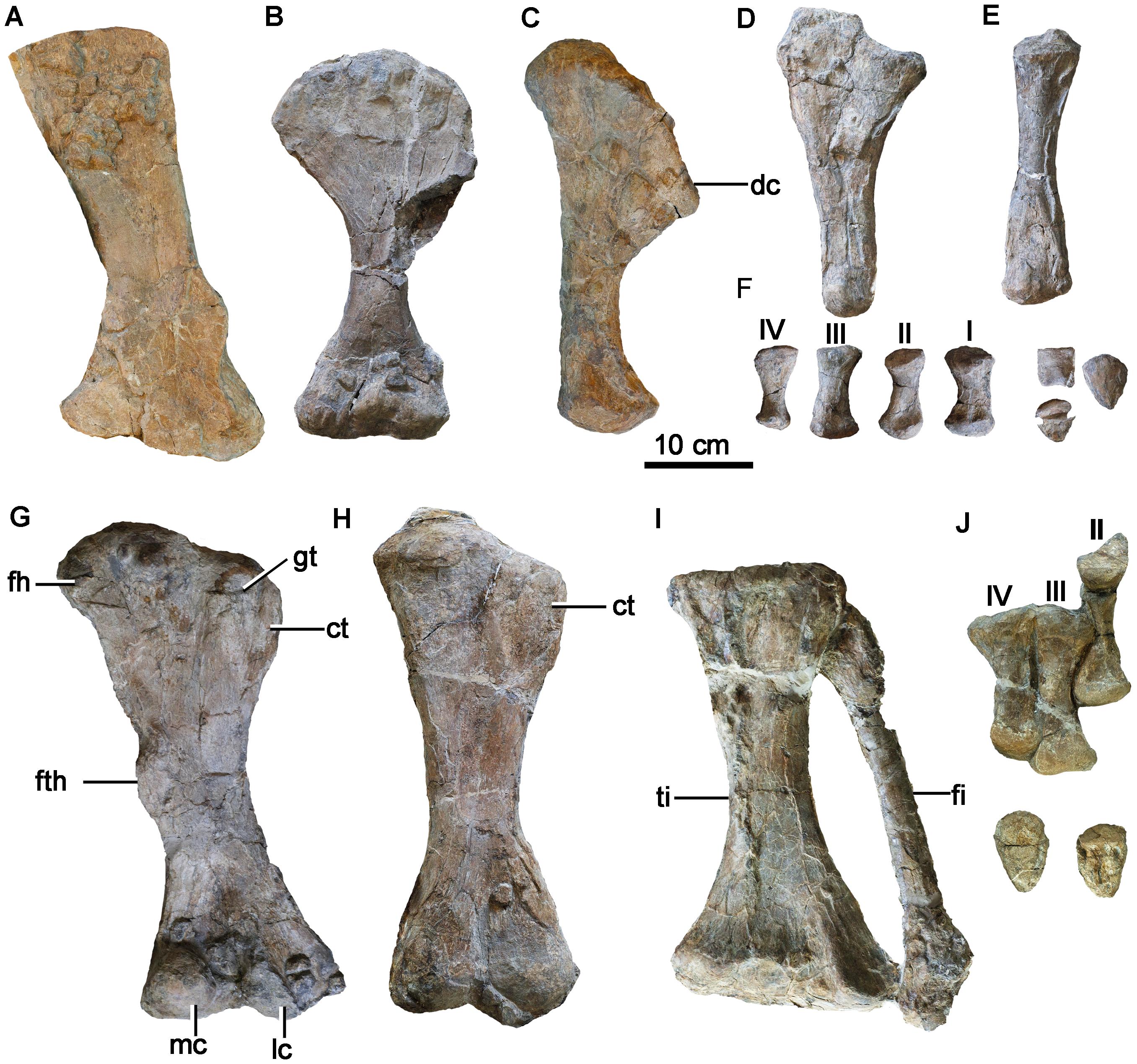 йһµĴͼࡪChuanqilong chaoyangensis)