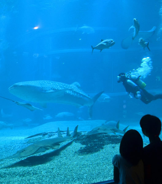 日本大阪市水族馆海游馆迎来高知县的鲸鲨 -