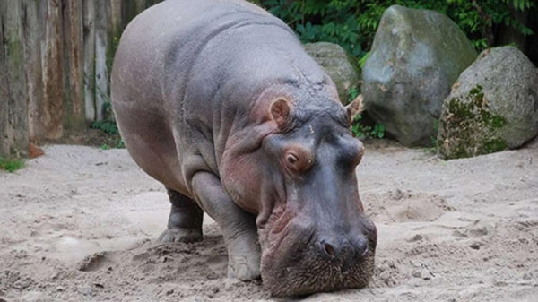 现年39岁的雄性河马迈克尔(Maikel)已经在法兰克福动物园生活多年