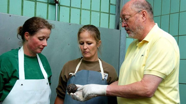 动物园兽医对迈克尔进行了解剖,并在它的肠道内找到了一枚网球