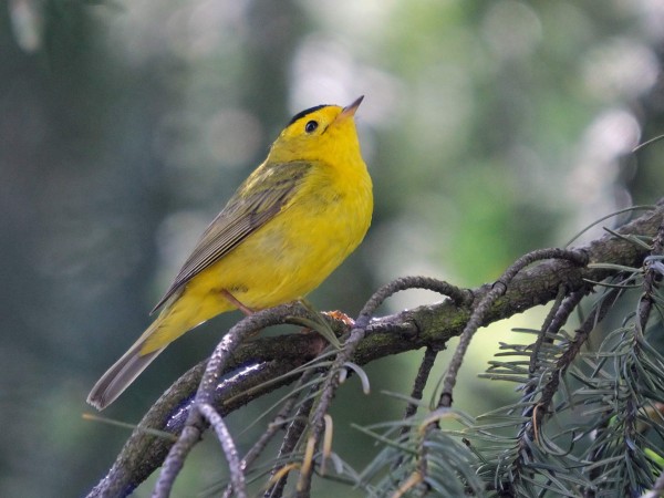 羽毛上的DNA提供关于鸟类迁徙的新线索