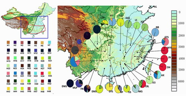 栲树分子谱系地理分化