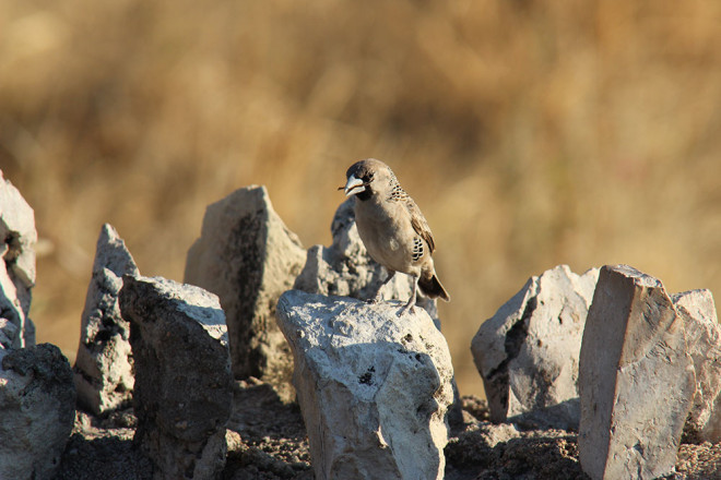 一只织巢鸟正在采集筑巢的材料