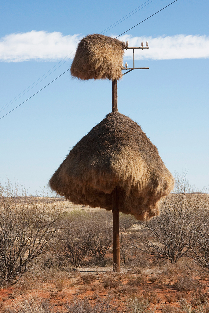 在南非打个电话,或许你的声音会穿过织巢鸟的巢穴