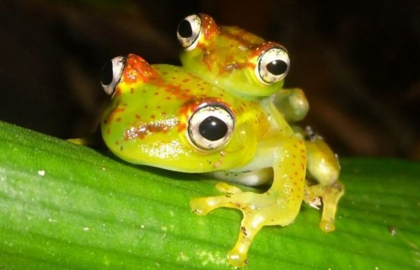 ΪBoophis ankarafensis