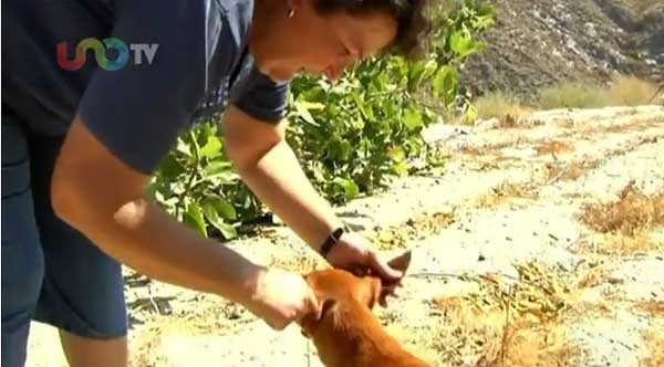 西班牙流浪大黄狗救坠崖女主人报答收养之恩