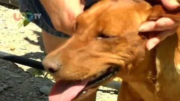 西班牙流浪大黄狗救坠崖女主人报答收养之恩