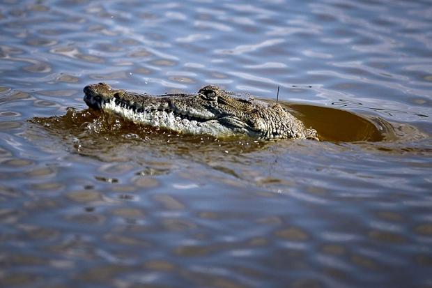 美国佛州男女违规在运河游泳遭美洲鳄袭击