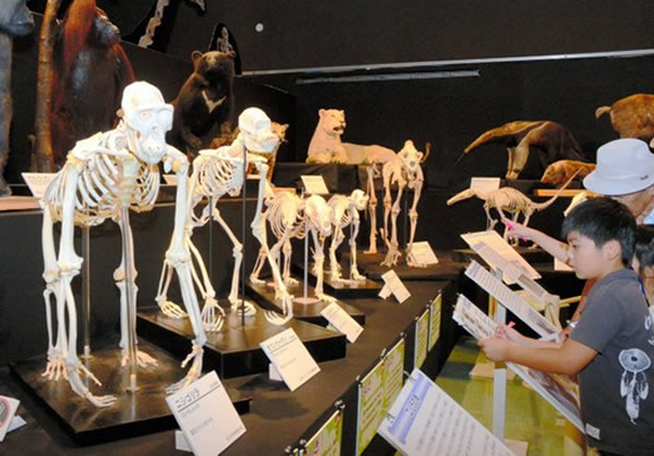 前来参观的儿童纷纷近距离观看动物骸骨