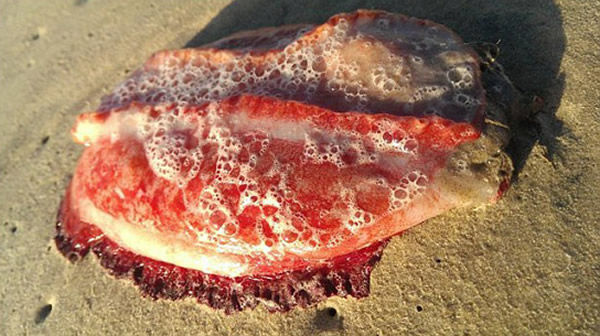 �Ĵ�������½�ͺ�̲�������غ�ɫˮ������