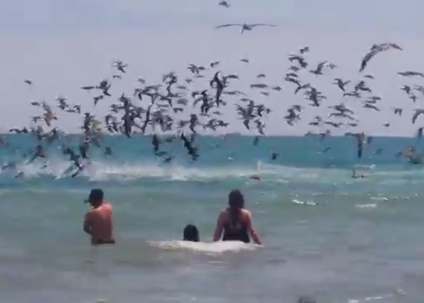 ���������Ÿ��̲������ʳ